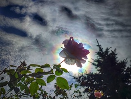 Rózsa és a napkoszorú esete