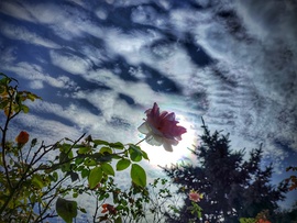 Rózsás felhővarázs