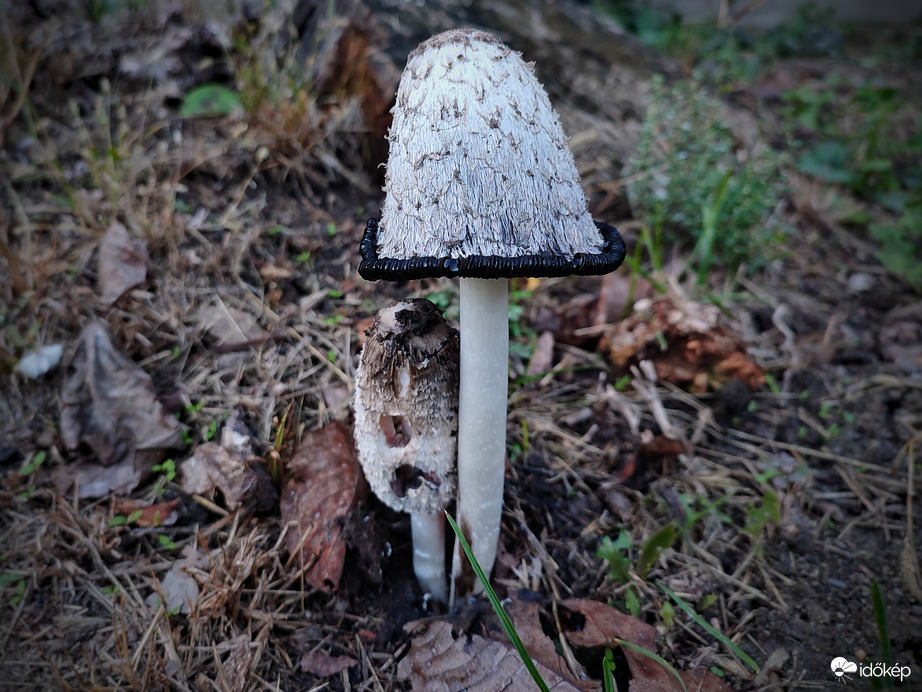 Gondoskodó kalapos gomba