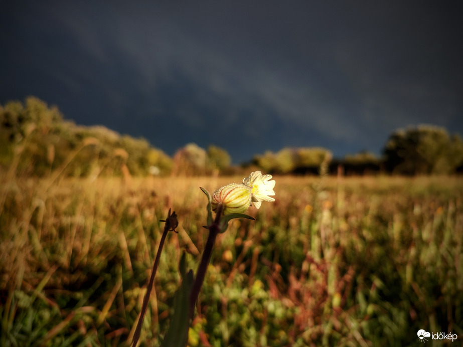 Mécsvirág a front után