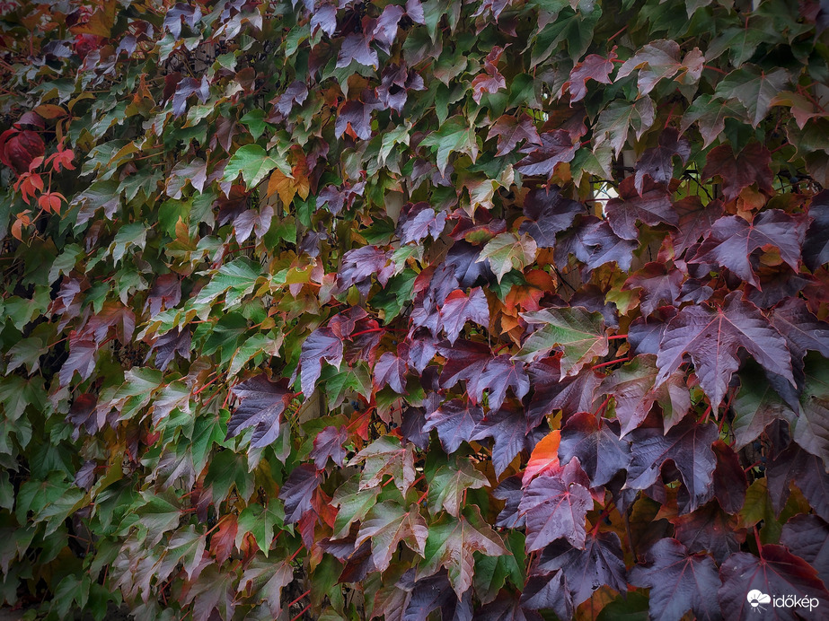 Őszi színvarázs egy borongós novemberi napon