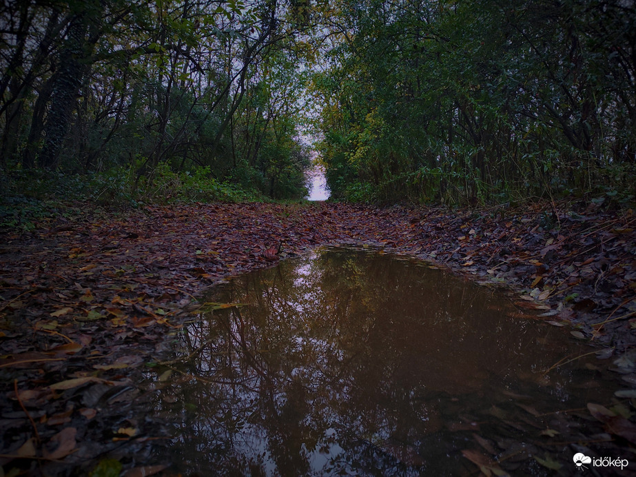 Őszi erdő az eső elvonulta után