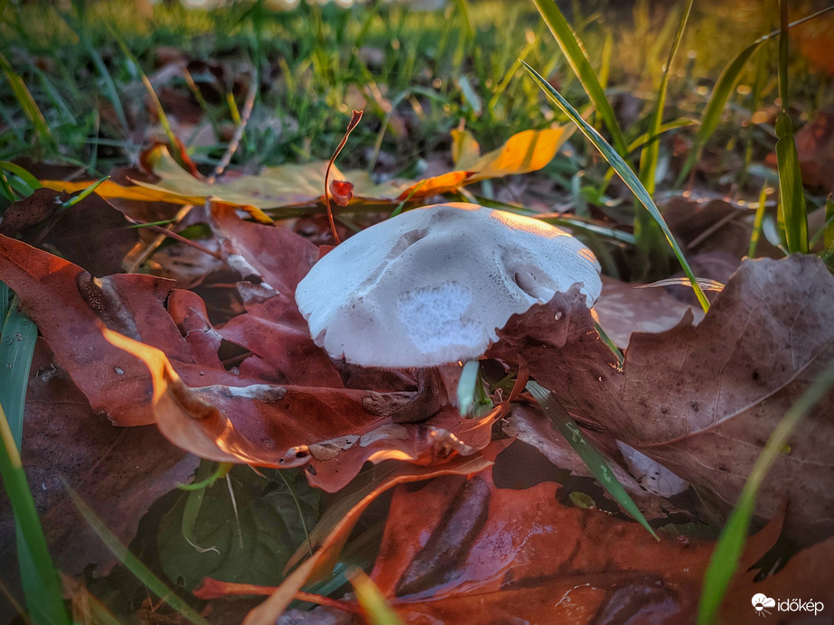 Gombákban gazdag novemberi ősz