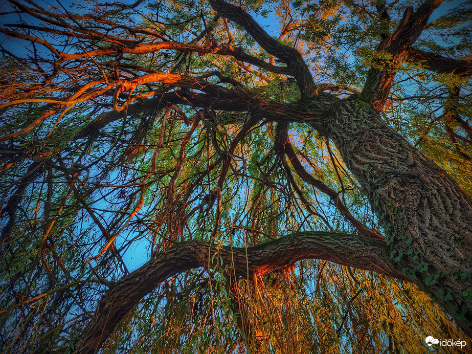 Szomorúfűz novemberi tündöklése