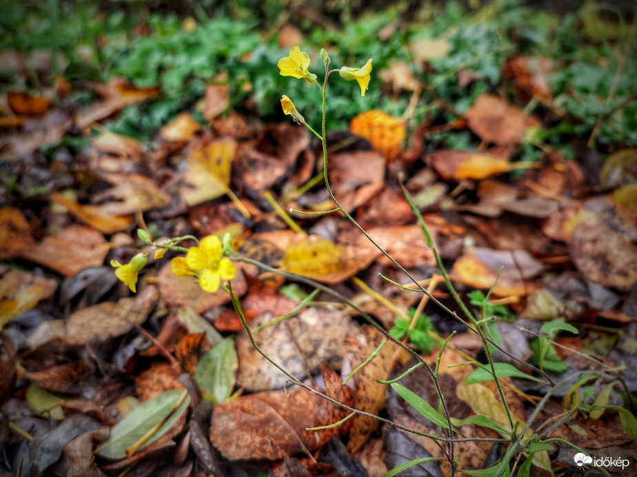 Virágzás az őszi elmúlásban