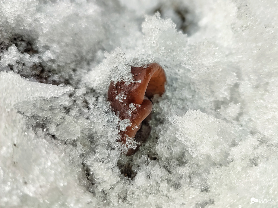 Már ők is kagylóznak