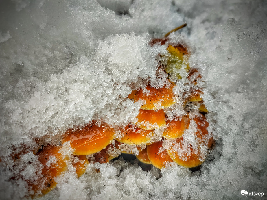 Ők is meglátták a téli napvilágot