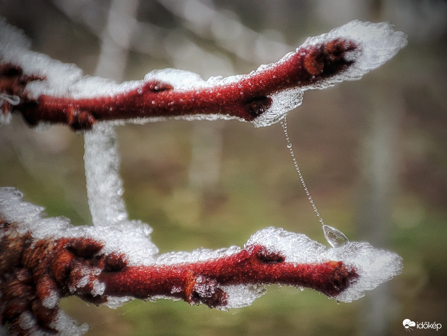 Híd a gallyak között
