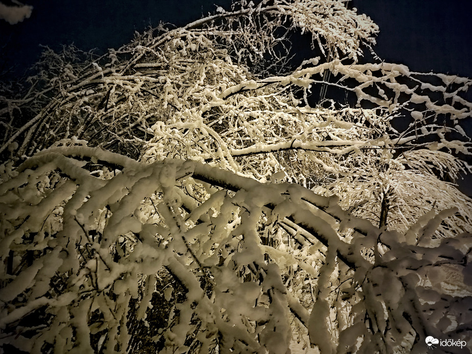 Meghajolva a hó súlya alatt