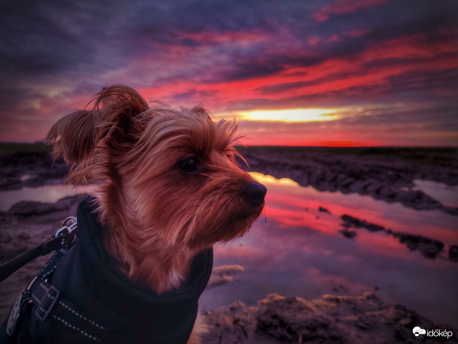 Mazsola az alkonyat színeiben