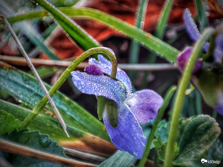 Harmatos ibolya