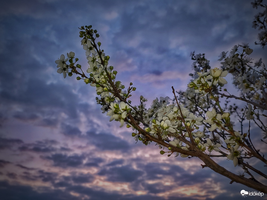 Borús naplementi virágzás