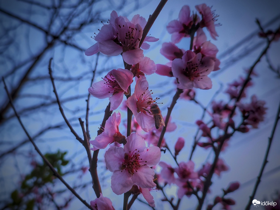 Szépséges virágzás egy méhecskével