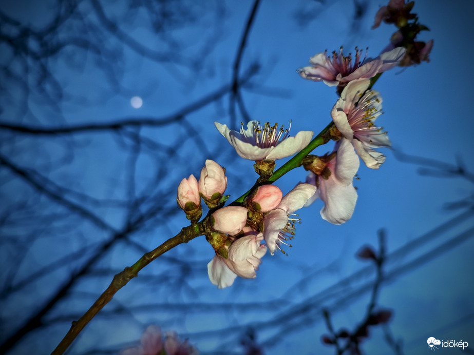 Virágzás háttérben a Holddal