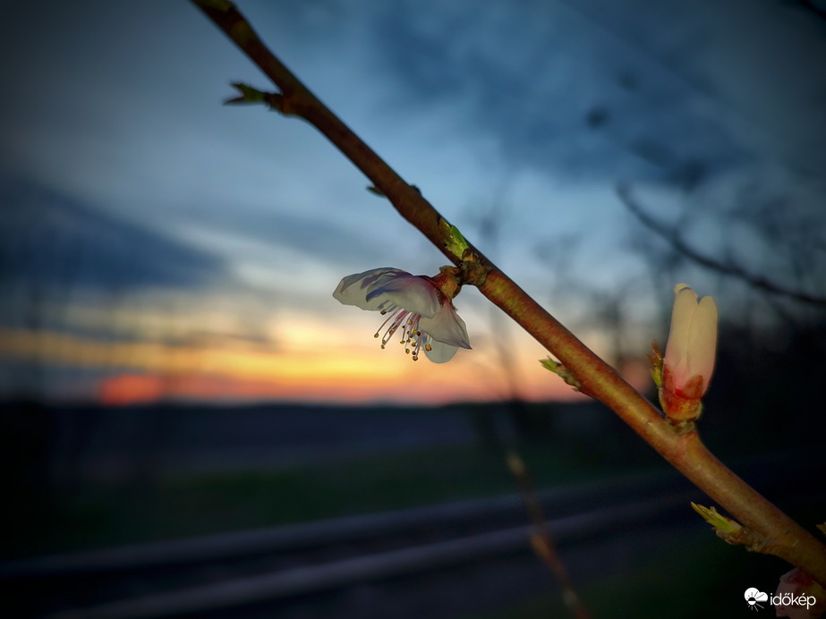 Bágyadt naplementi fények