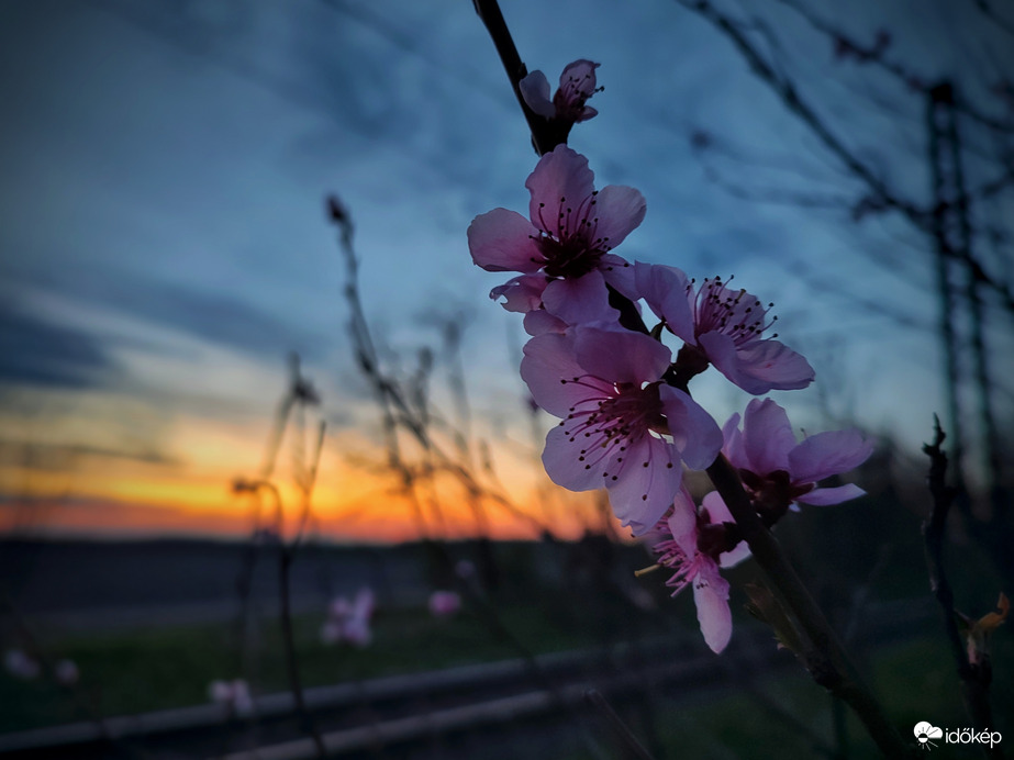 Alkonyati virágzás