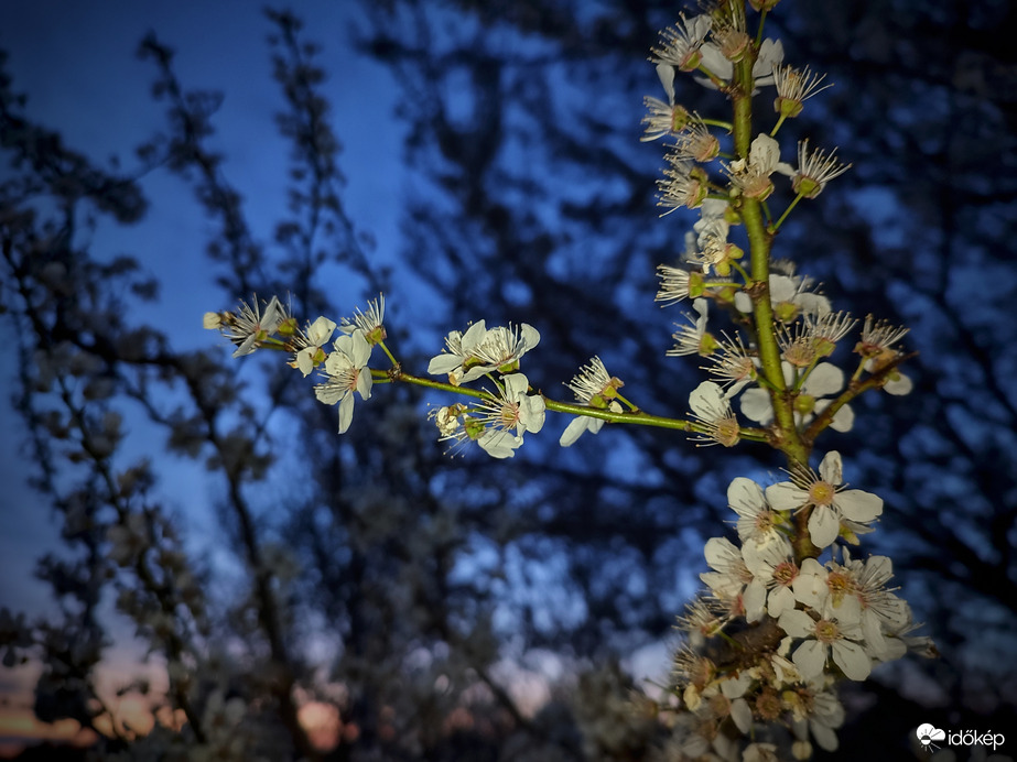 Lassacskán véget ér a virágzás