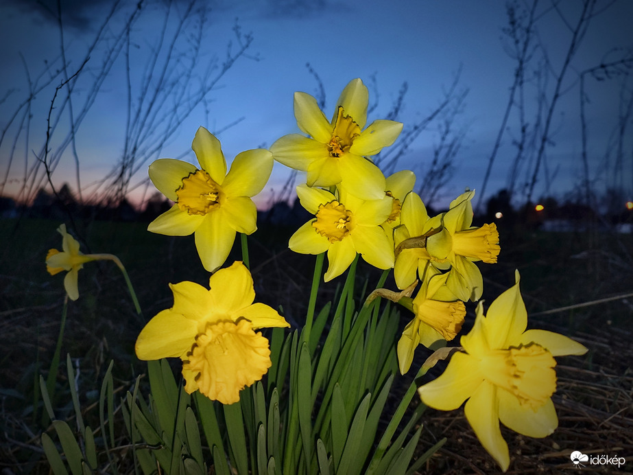 Napfényes kékórás nárciszok