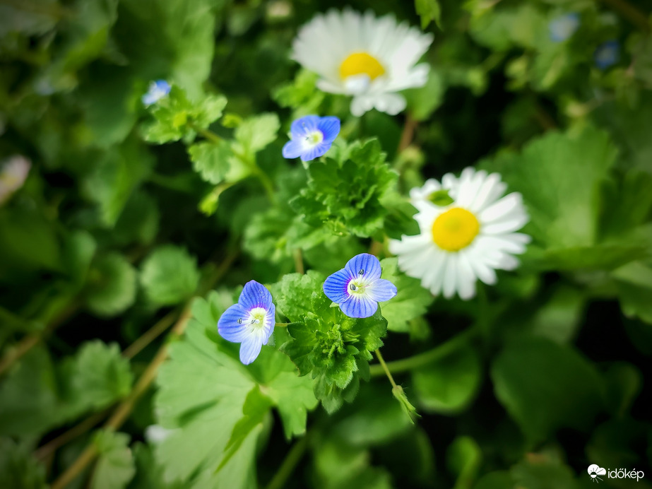 Magassággal versenyzők