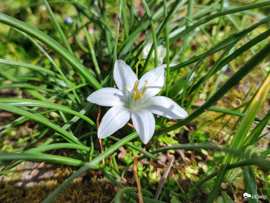 Előbukkant egy csillagvirág