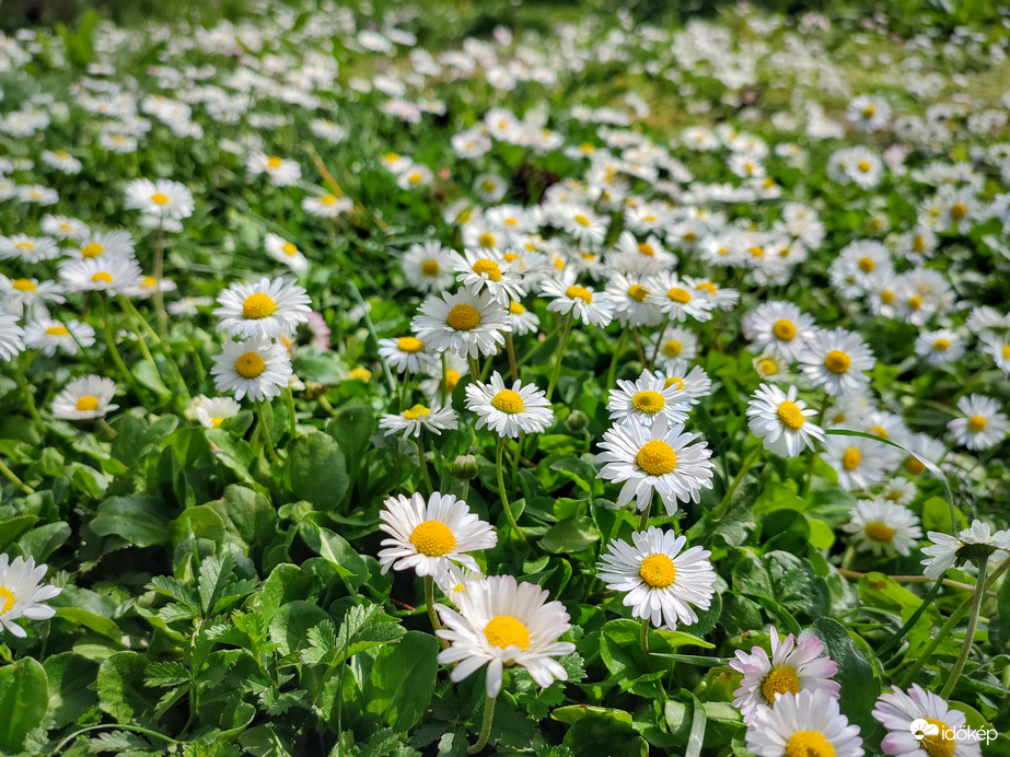 Tengernyi százszorszép