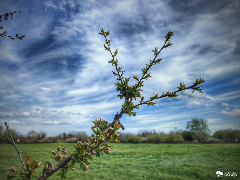 Bontakozó meggyfa virágok felhővarázzsal