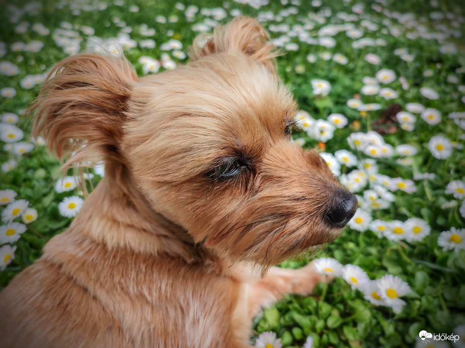 Mazsola százszorszépek társaságában