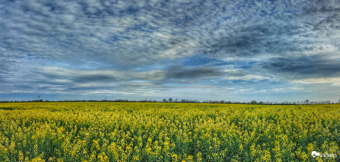 Panoráma az aranyló repcésről