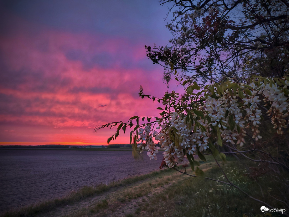 Himbálódzó akácok a szeles, színes alkonyatban
