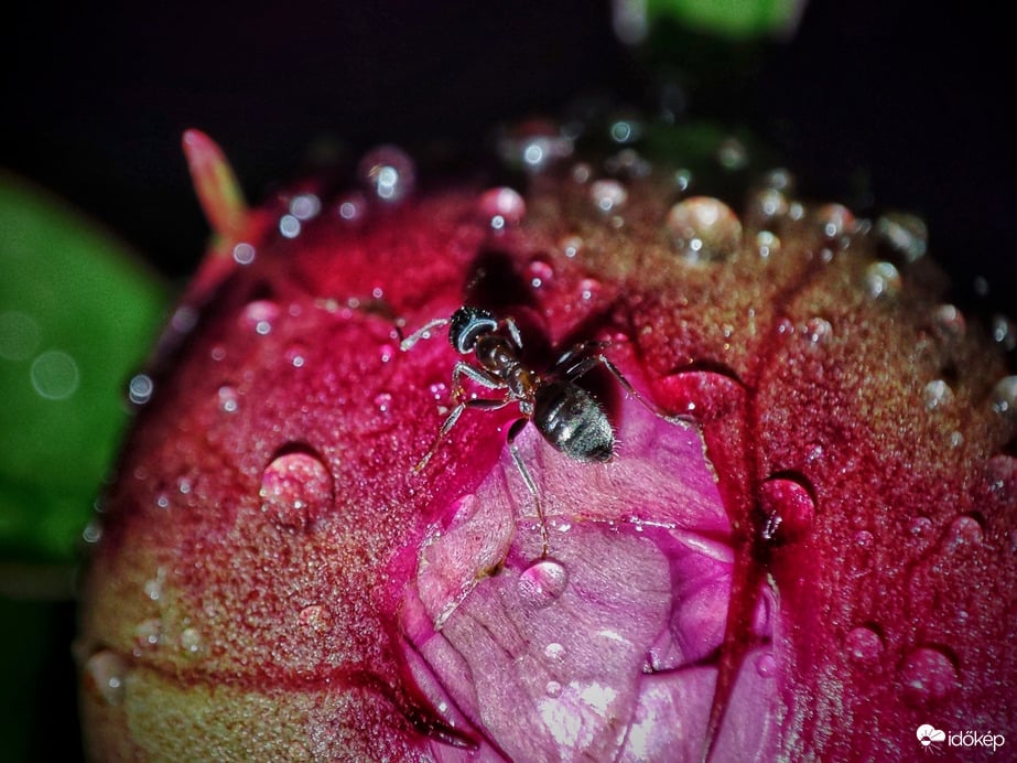 Pünkösdi rózsa bimbóján ügyködő hangya a cseppek társaságában