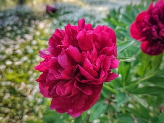 Elragadó pünkösdi rózsa