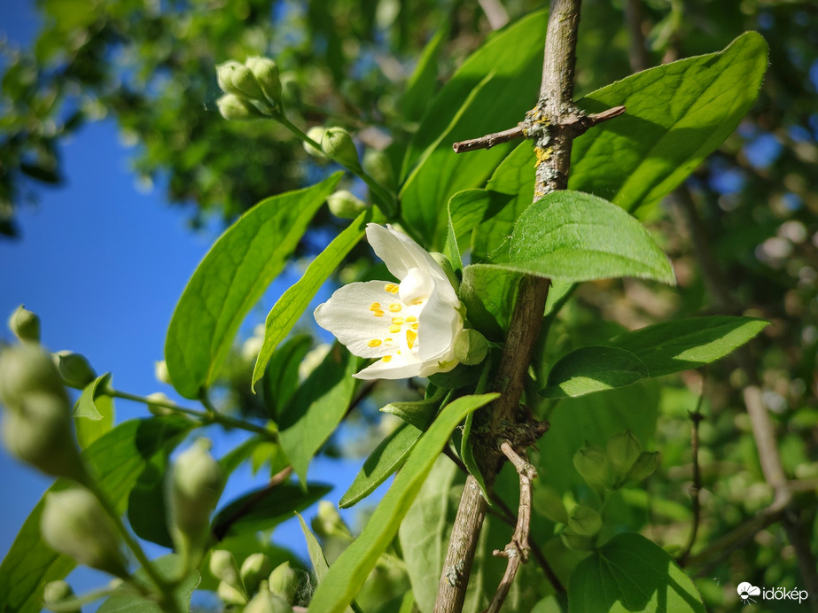 Újabb illatbomba van kibontakozóban