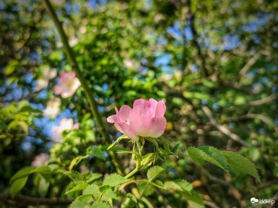 Kibontakozás egy nyárias április végi napon