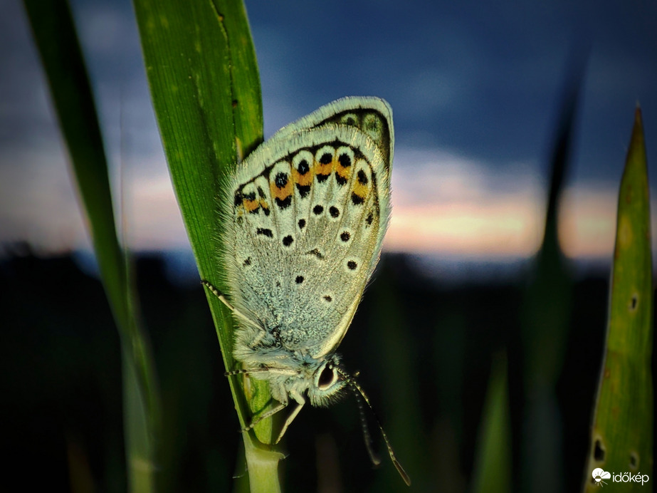 Boglárkás szürke alkonyat