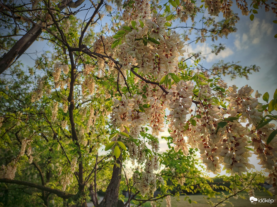 Akácok a naplementi fényáradatban