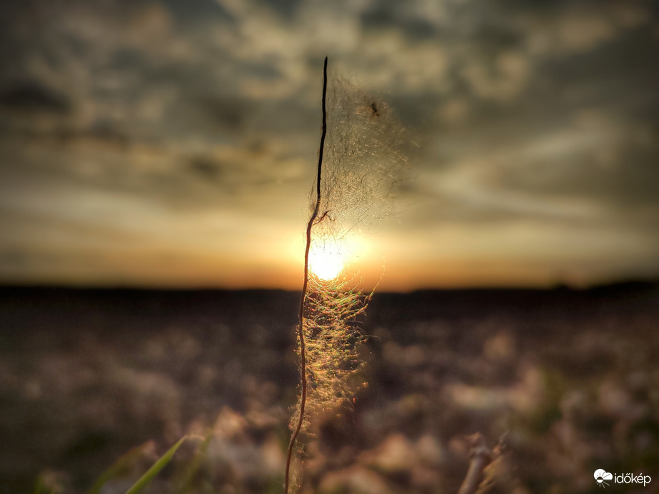 Nyárfa szöszös lobogó a naplementében