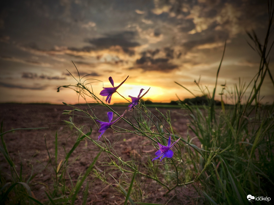 Mezei szarkalábak a tüzes naplementében