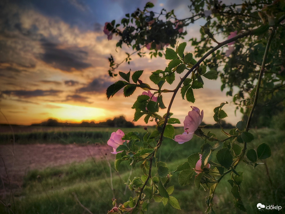 Naplemente hangulata csipkerózsával