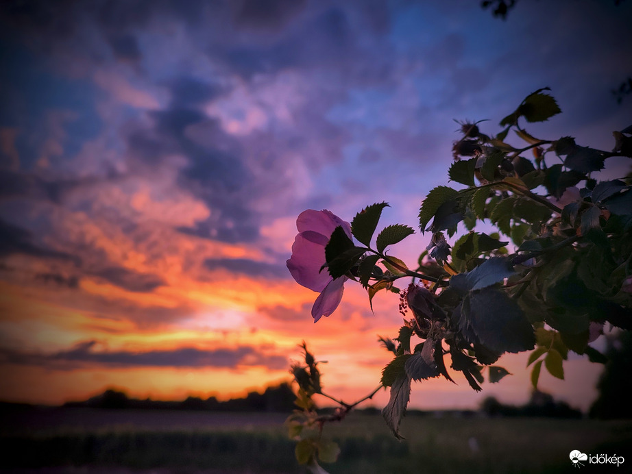 Alkonyati csipkerózsa