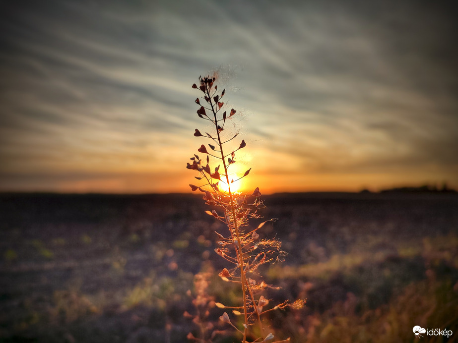 Szöszös pásztortáska a naplementében