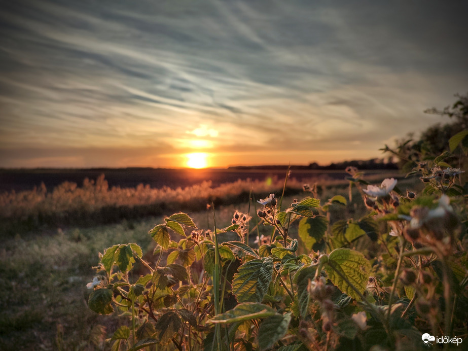 Naplemente vadszederrel