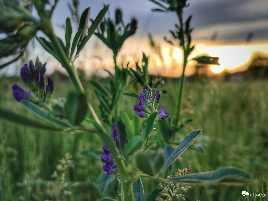 Virágzó lucerna a naplementében