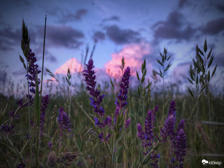 Naplemente színeiben tündöklő gomoly zsályákkal