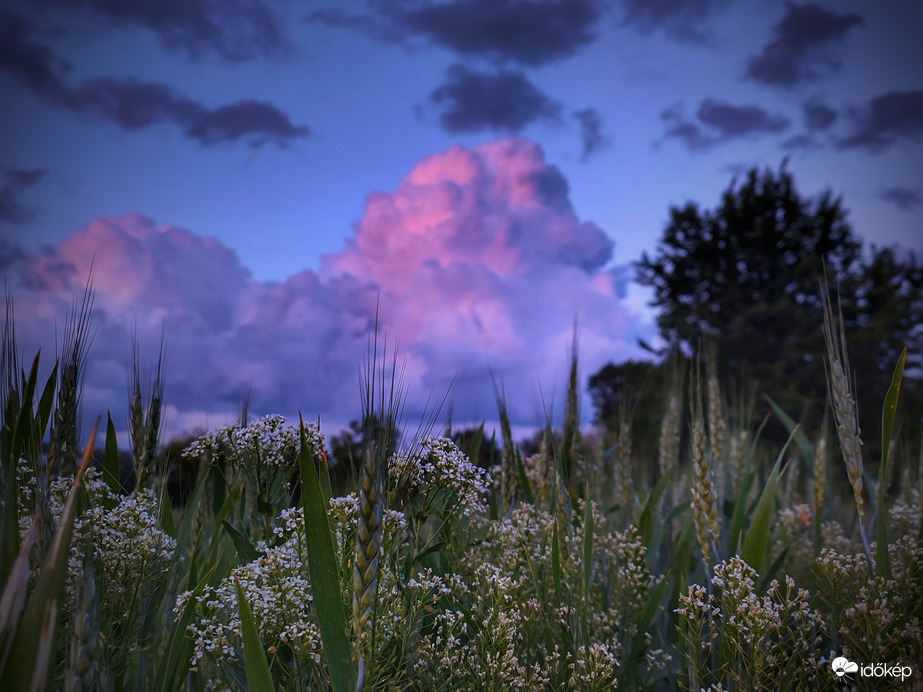 Naplementi vattacukor