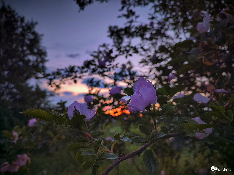 Csipkerózsa bokorba szőtt alkonyat