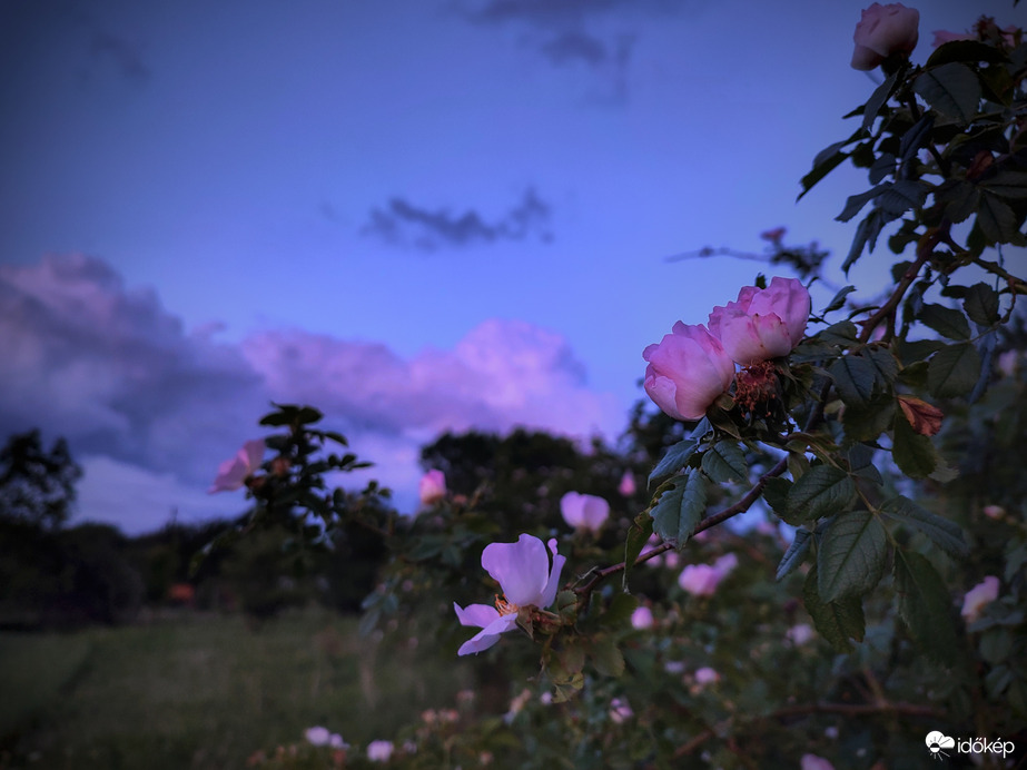 Rózsás ég és föld