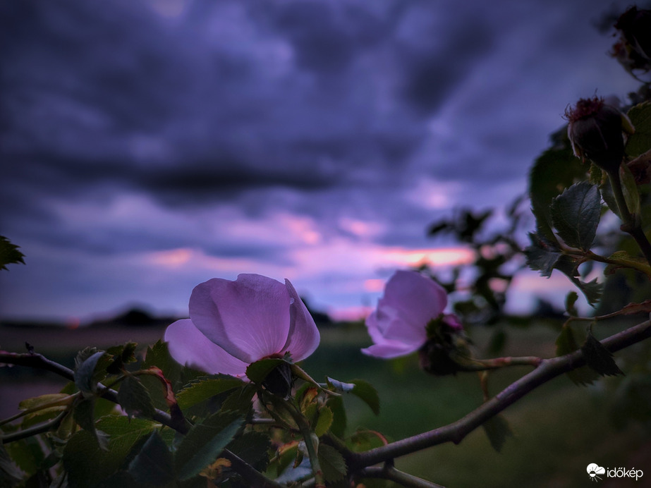 Csipkerózsa egy borús napbúcsún