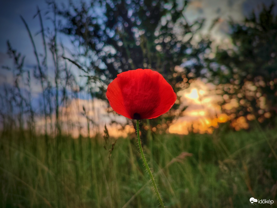 Pipacs és naplemente együttese