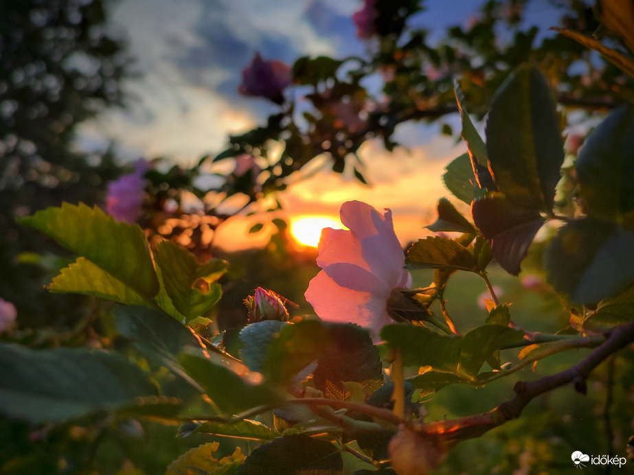 Csipkerózsás naplemente