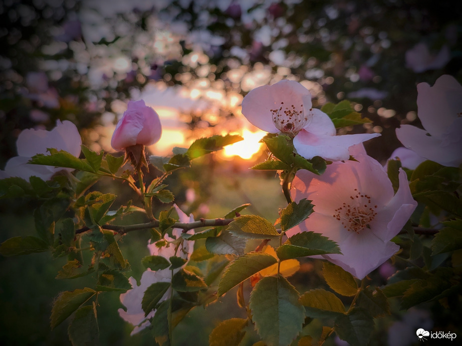Naplemente csipkerózsák társaságában